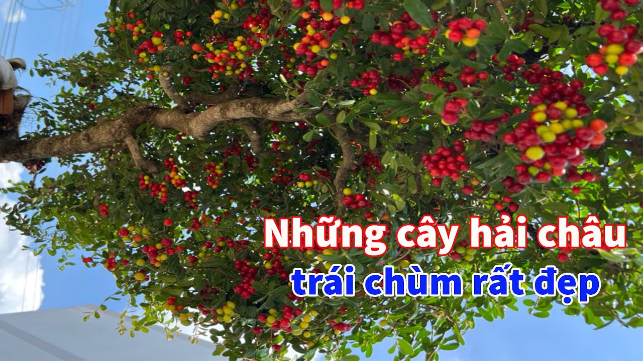 Một vài cây hải châu bonsai ra trái chùm chín đỏ đẹp tại vườn chú Bình ở Long An