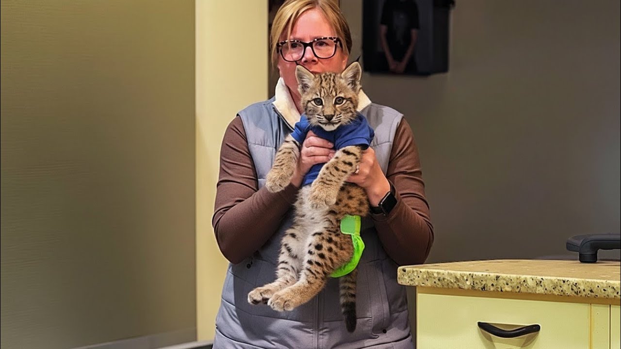 Никто не ожидал, что дедушка, спасший детеныша рыси, превратит свой тихий дом в полный хаос! Драм...