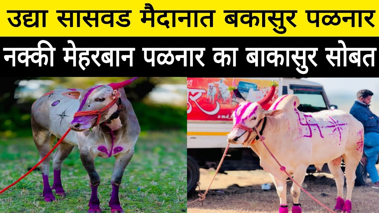 उद्या सासवड मैदानामध्ये बकासुर दिसणार पळताना, बकासुर सोबत मेहरबान पळनार का नक्की बघा व्हिडिओ 💯
