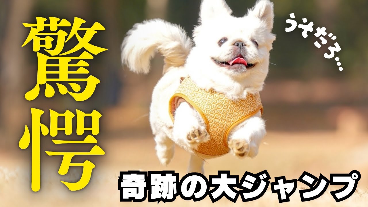 【驚愕】まさかうちの子が…！超怖がりな犬がドッグランで大大大ジャンプを決めた瞬間！【ペキニーズぺたろー】