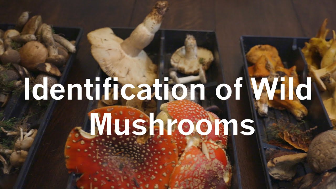 Identification of Wild Mushrooms 🍄🌲🍄🌲🍄