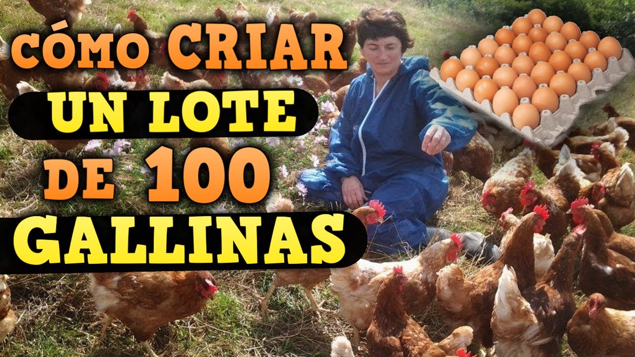 CÓMO criar un lote de 50 gallinas ponedoras desde pollitas Y GANAR DINERO RAPIDAMENTE