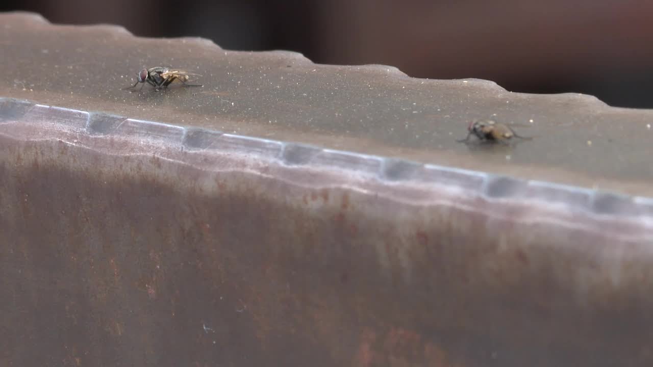 'Fly Season' is rampant ahead of upcoming hibernation