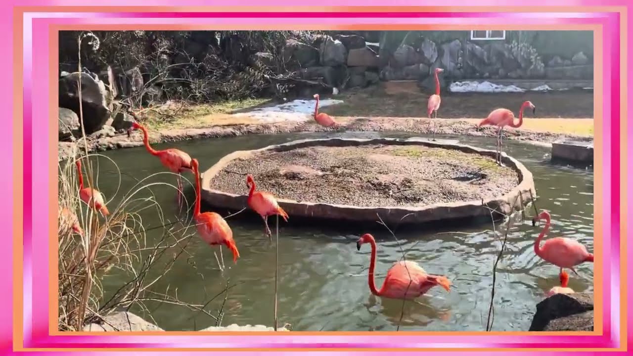 Flamingoes Elegance on One Leg