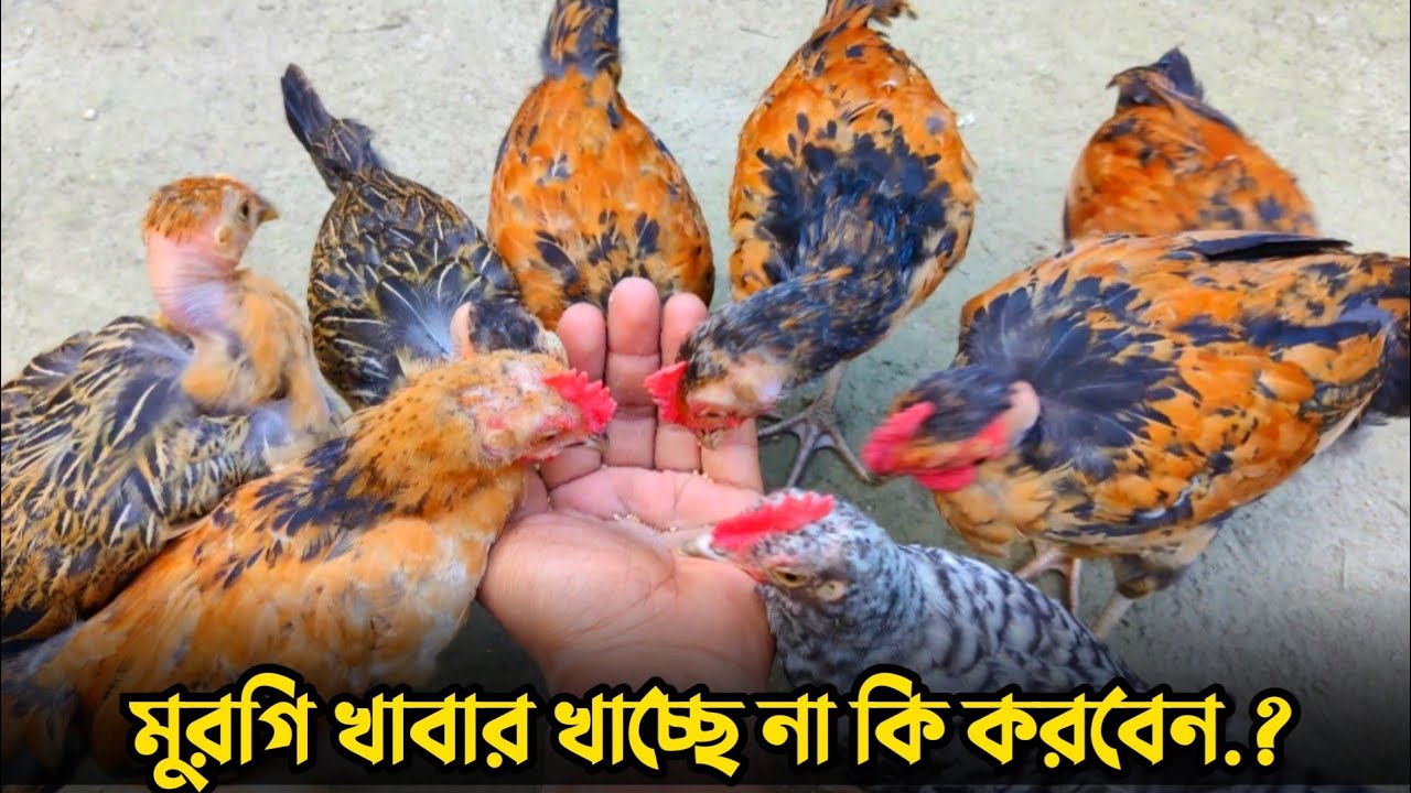 মুরগি খাবার কম খায় কেন || মুরগির খাবার রুচি বৃদ্ধি করার উপায় || Nur Bhai