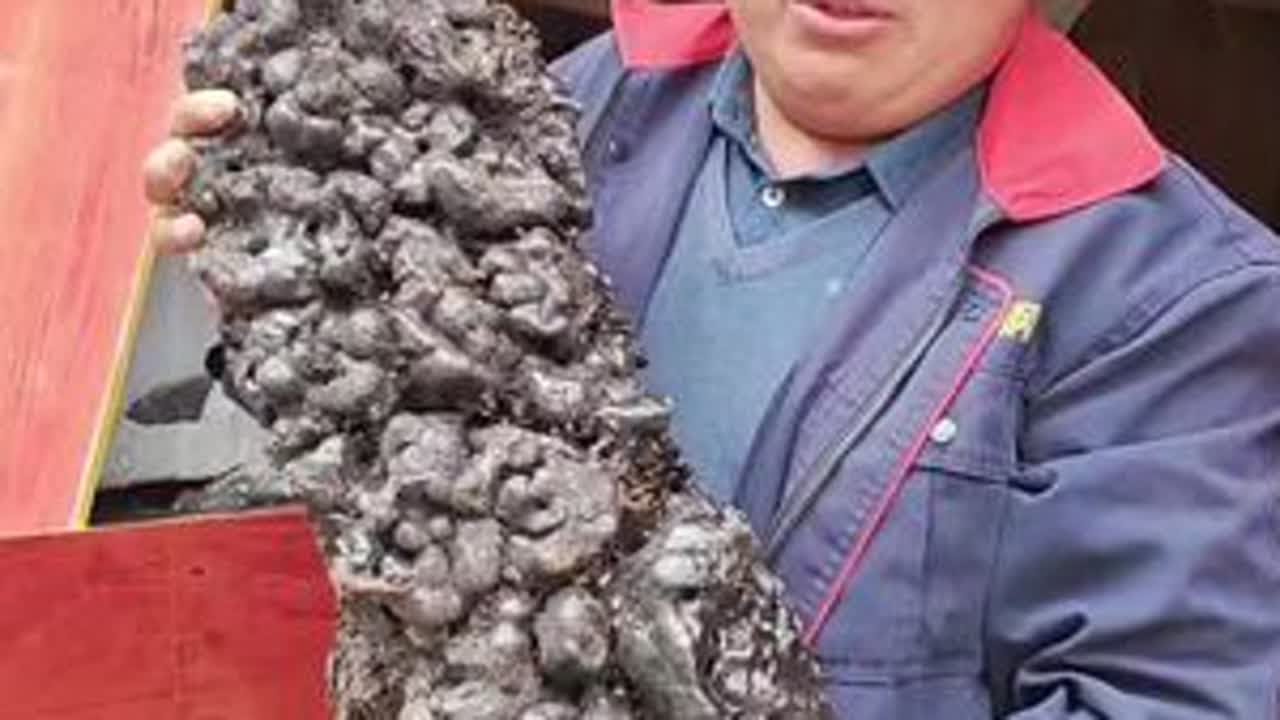 悬崖绝壁上采下来的猴结千年猴结，稀有药材，它的价值取决于你对它的了解是多少，猴结，又叫猴竭、血灵脂、血灵芝，(黑叶猴的猴结)。#原创视频#三农视频