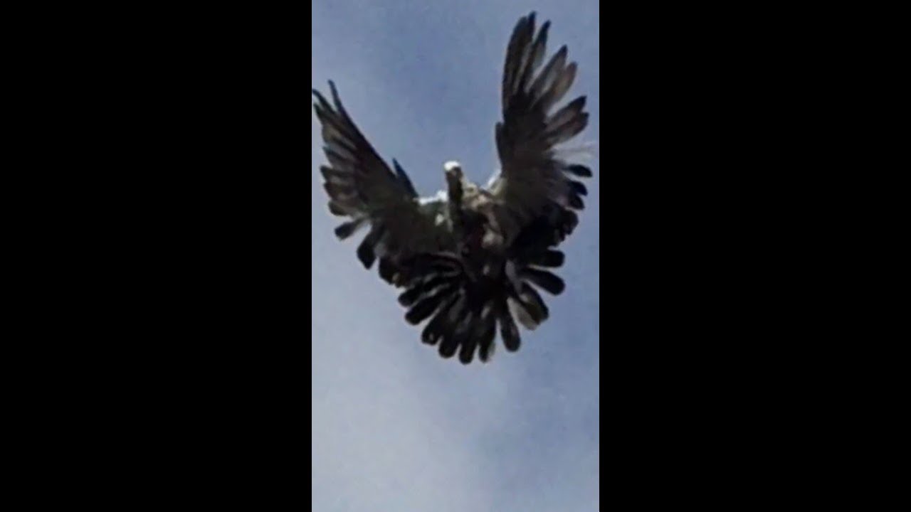 Голуби Гапонова Юрия, Осень. г.Селидово. 0953680406