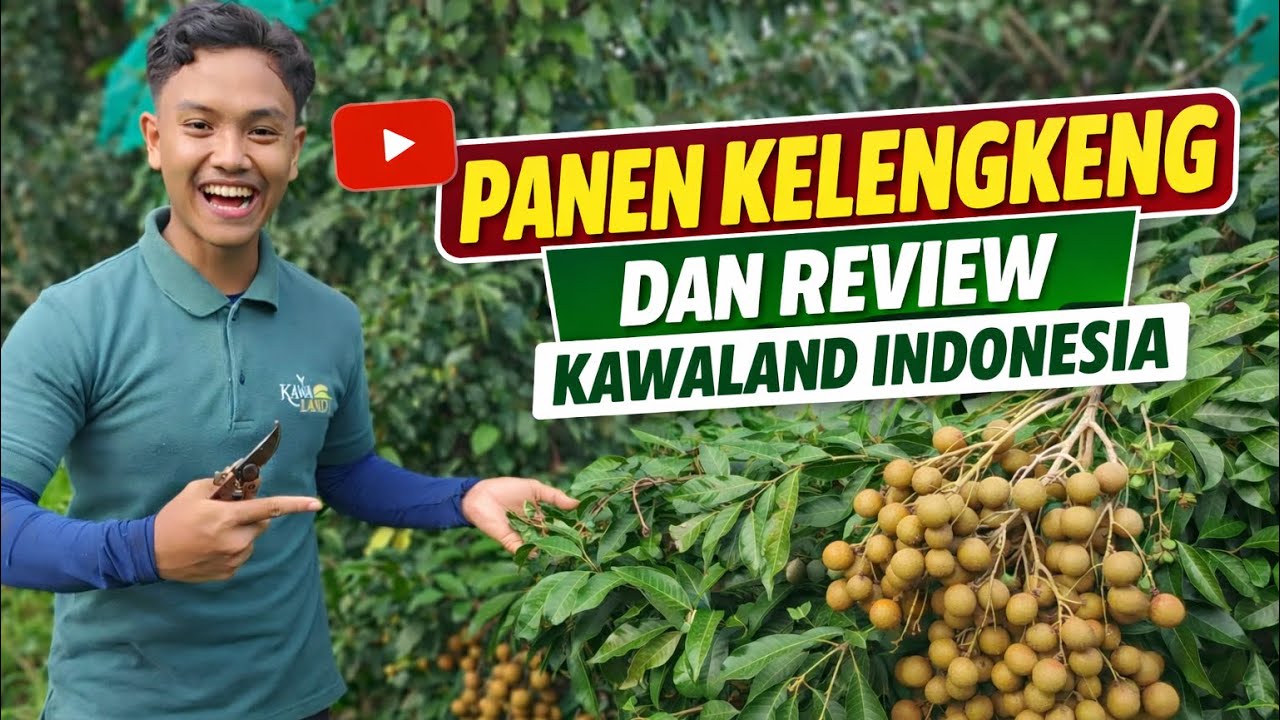 Panen Kelengkeng Madu Super! + Review Kawaland Indonesia | Cerita Alpukat & Kelengkeng Tanah Laut