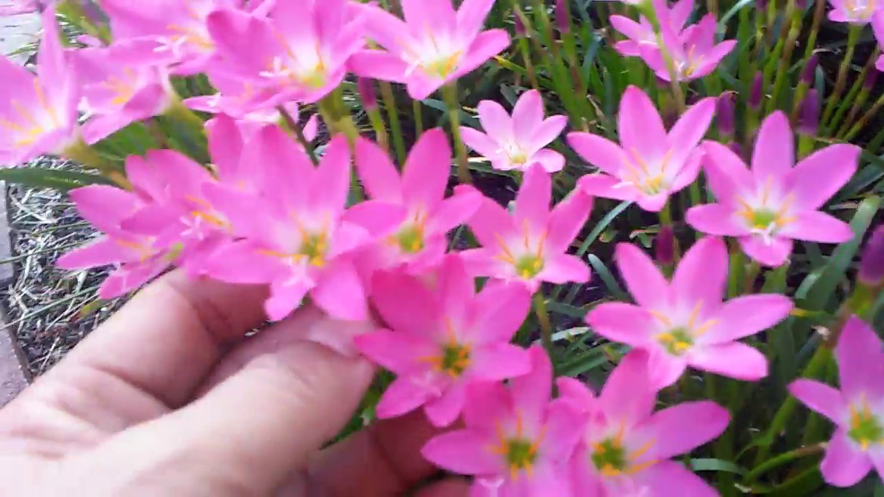 How to grow Rain Lily / Zephyranthes  in a pot or in the ground( FL # 25 ).