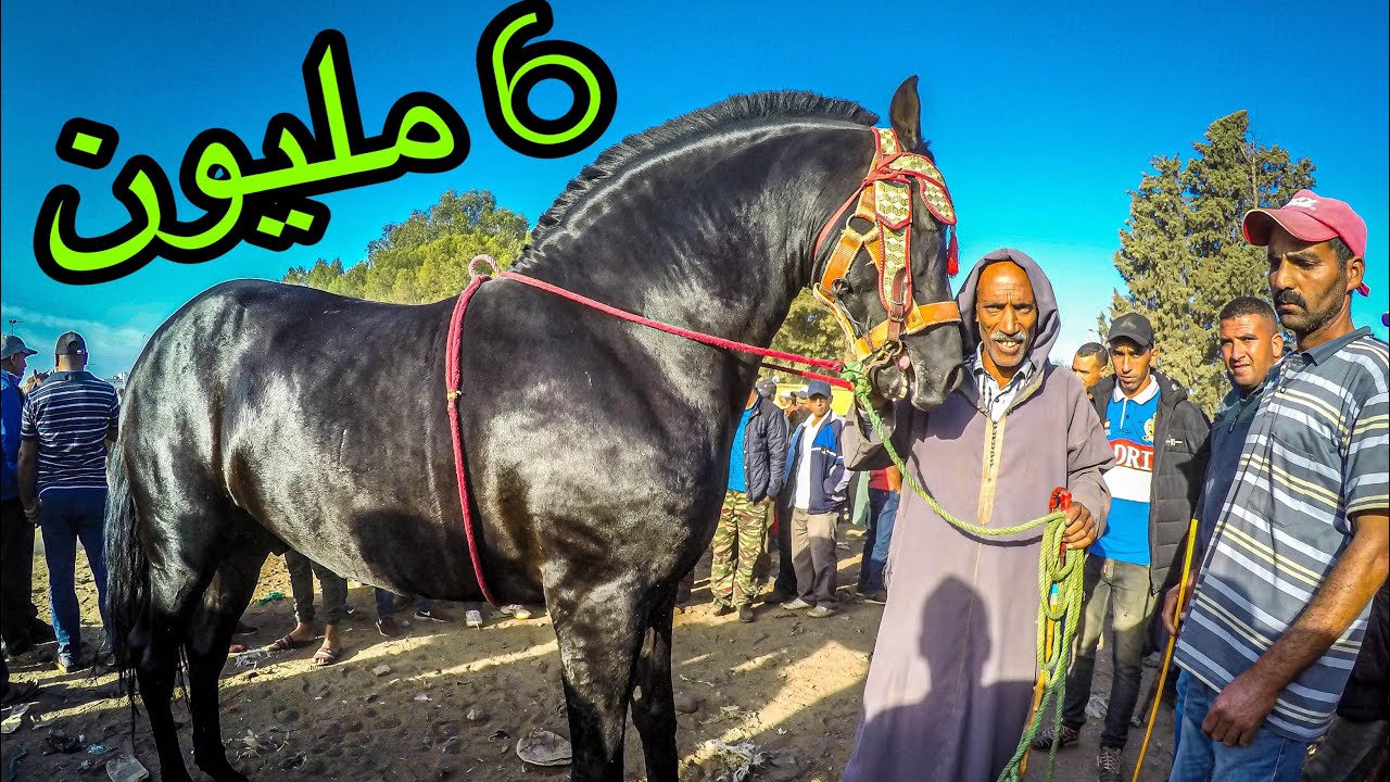 (فلوق)  سوق الثلاثاء الخميسات 17/09/2019_ driss mouzon / اجي تشوفو الثمن اوالانواع ديال الخيوول🐎