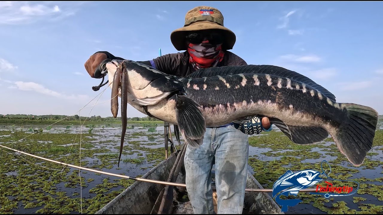 ប្រឡង់ចាស់ ឆ្លងដែន​ SNAKEHED FISHING