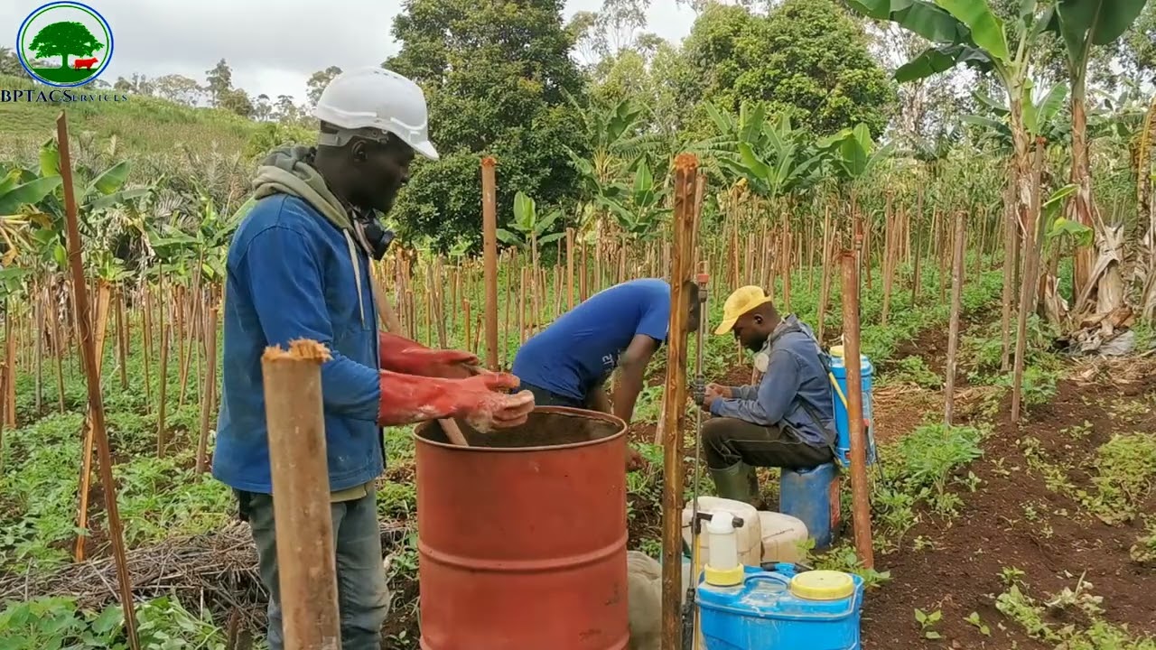 #Comment nous produisons la tomate en saison pluvieuse (épisode02 : contrôle des maladies )