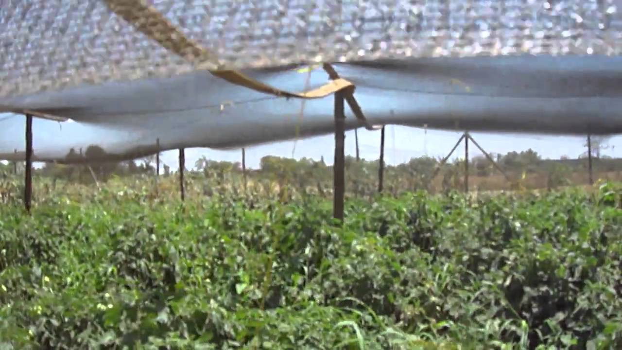 Matonyok Farm in Kimana.MP4