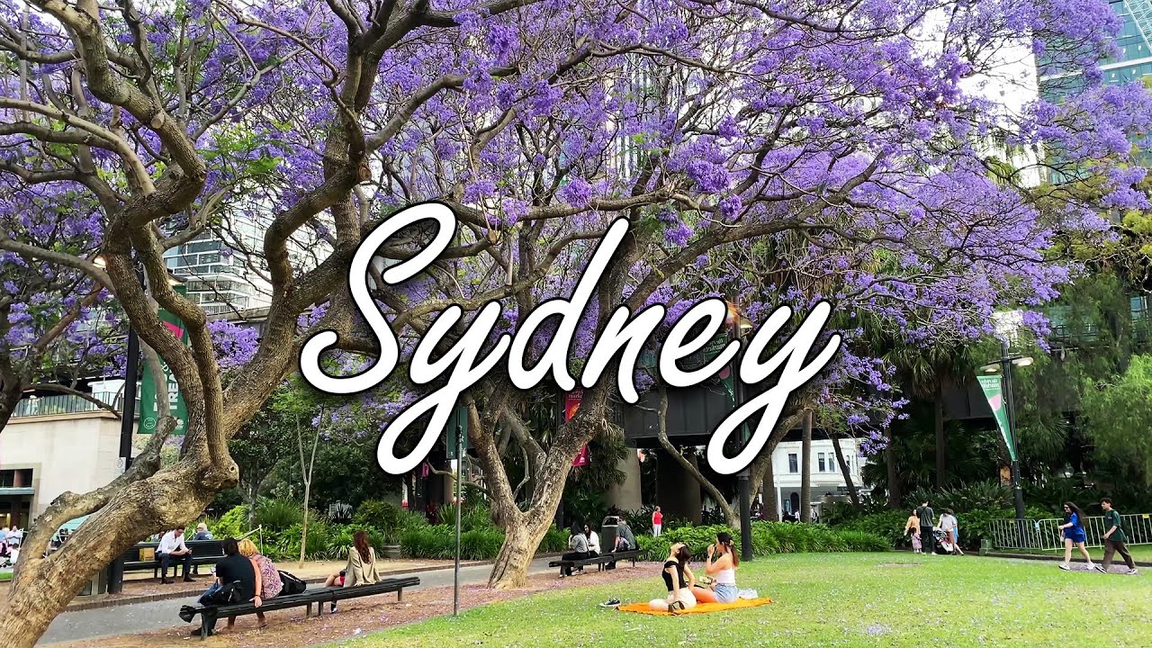 Jacaranda Walking Tour Around Sydney, Australia | 4K Video