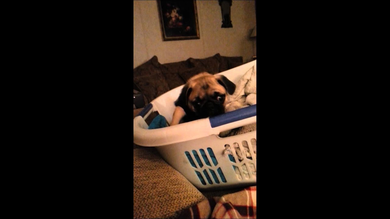 Funny pug talking back