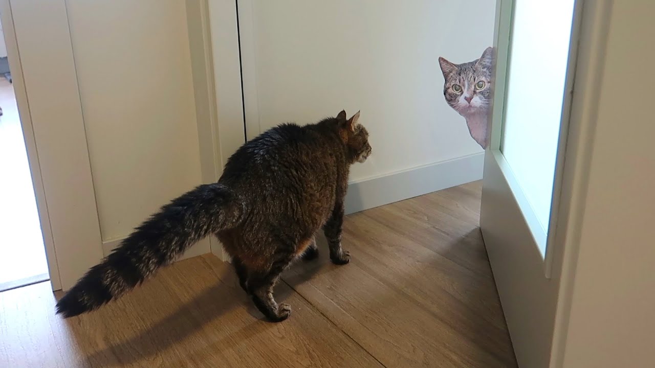 IMITANDO VÍDEOS 3
