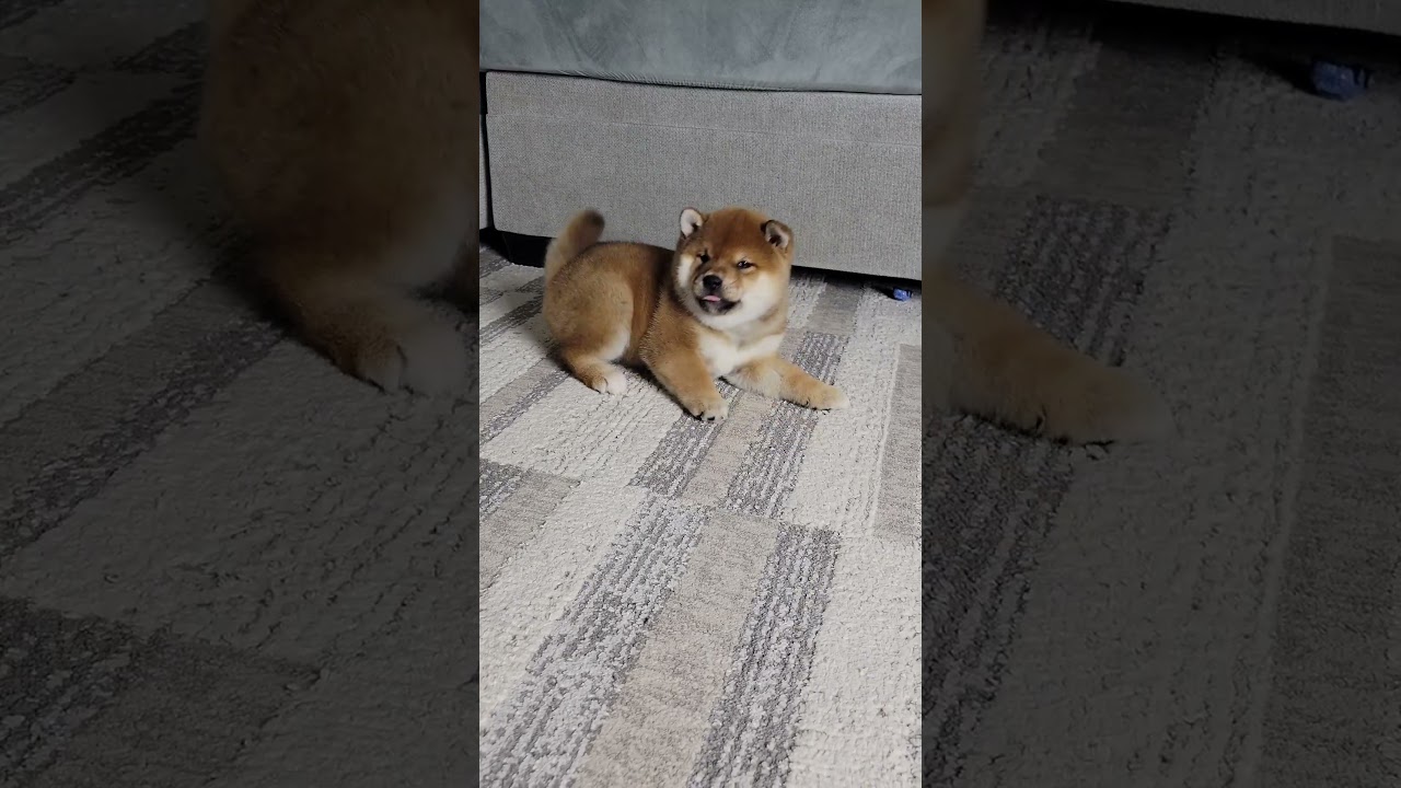 Shiba Inu puppy getting the hang of playtime