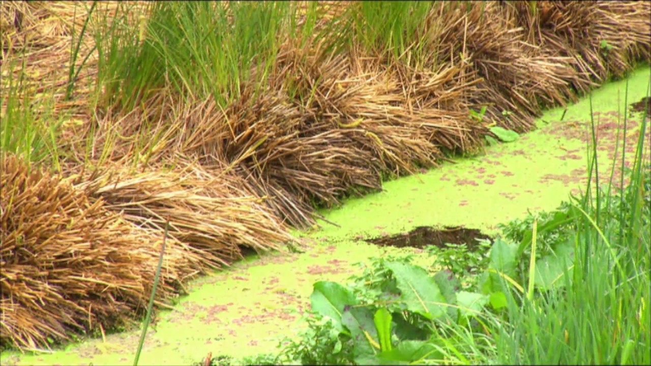 Wetlands and Nutrient Capture