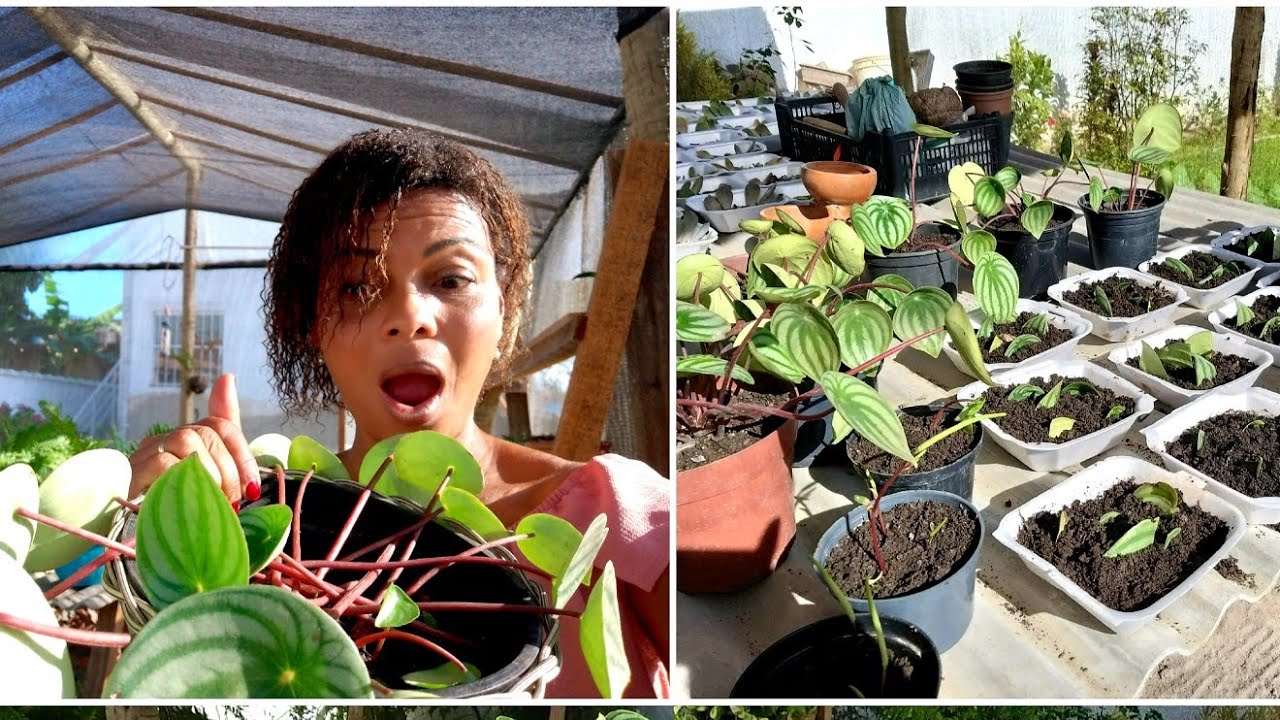 Minha PEPEROMIA morreu+ Usei as folhas para fazer MUDAS