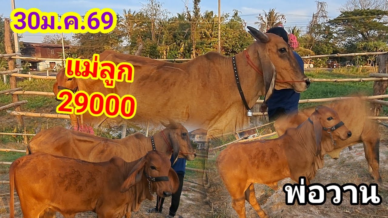 พ่อวาน 064-198-9226 บ.นาหว้า อ.ปทุมราชวงศา จ.อำนาจเจริญ/30ม.ค.69