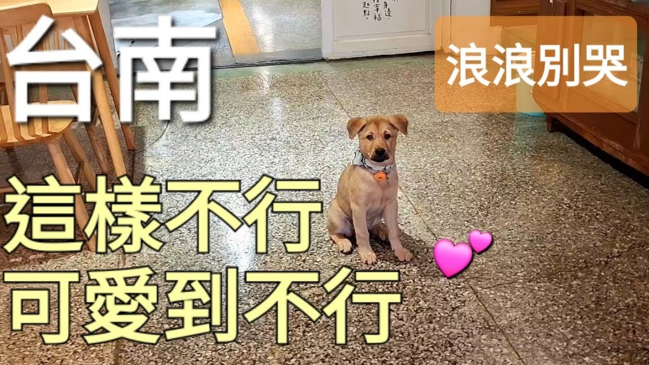 台南浪浪別哭 | ❓️第一次來的感覺是什麼 | 領養的意義 | 分享給你身邊喜歡貓狗的人