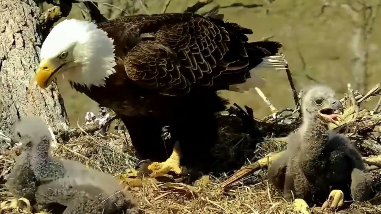 S05#128 #baldeagle | Review mother bird brings food to feed her chicks | bird nest with nature S05