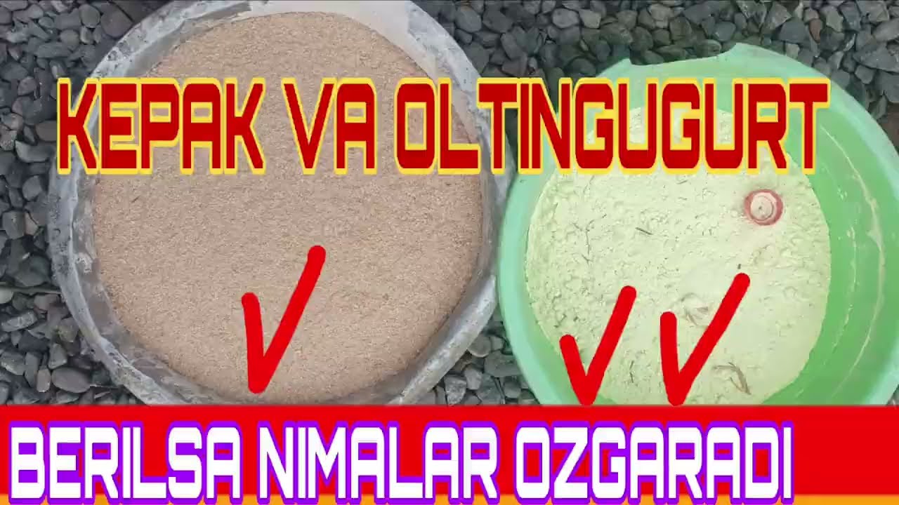 NATIJA ALODARAJADA ALBATA FOYDALANIGN VA NATIJANI GUVOXI BOLING!