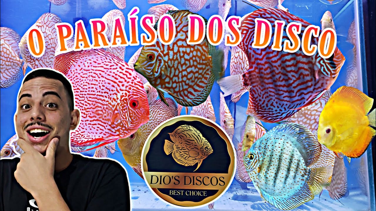 UM DOS MAIORES REPRODUTORES DE ACARÁ DISCO NO PADRÃO MAGNÍFICO NO BRASIL - DIO'S DISCOS
