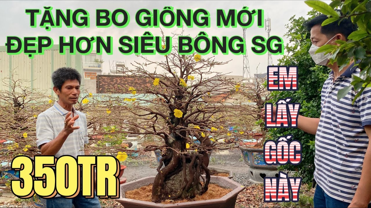 Vườn mai tiền tỷ nhất nhì Q12 khắc phục mai ghêp nở sớm trễ tặng mai giống đẹp hơn siêu bông Sài Gòn
