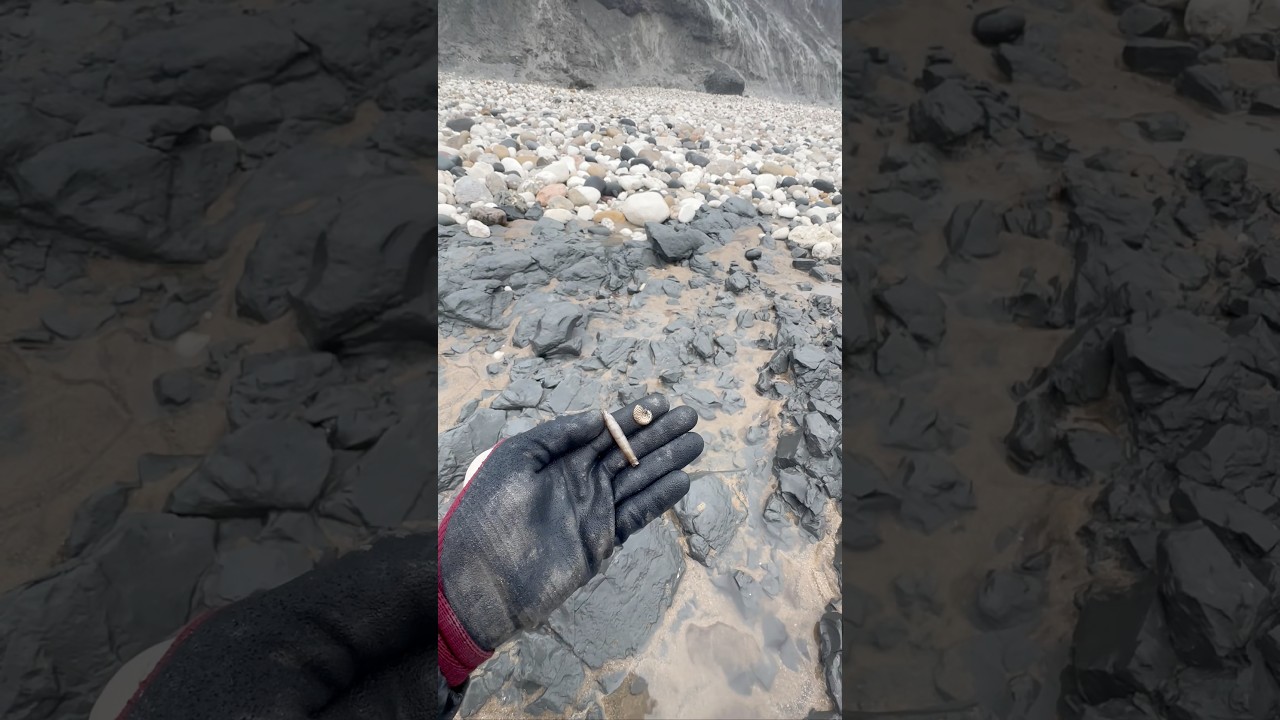 Cretaceous Age Fossil hunting - This soft mud was hiding a stunning Hibolite (Squid-Like Creature)