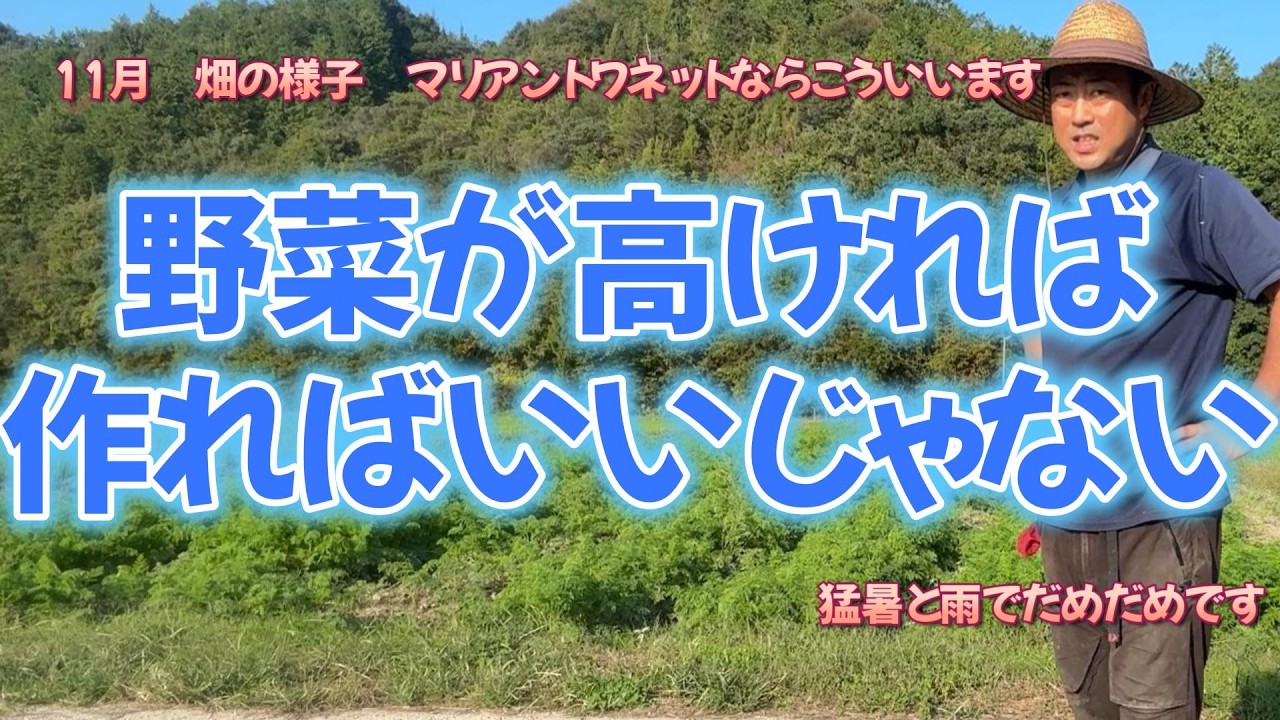 11月の畑の様子　野菜が高いのはそれ相当のベテラン　組織で収量が気候等により減ってしまうからです。