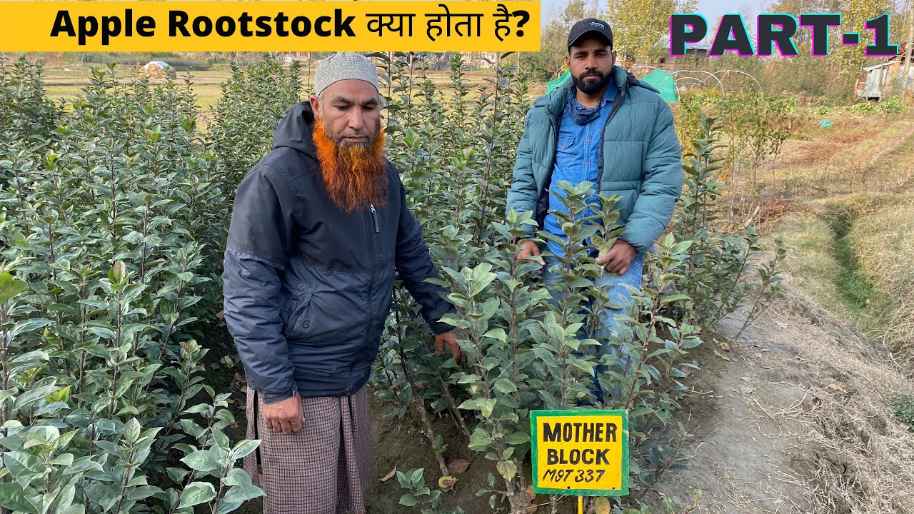 (Part-1)Apple Rootstock क्या होता है, M27,M9T 337,M26, M7,MM106, MM111 में क्या अंतर है?