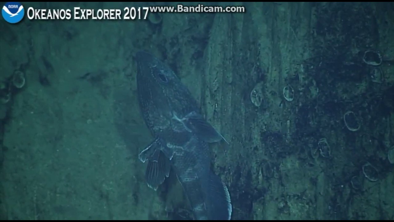Okeanos Dive Howland Island 600 meters