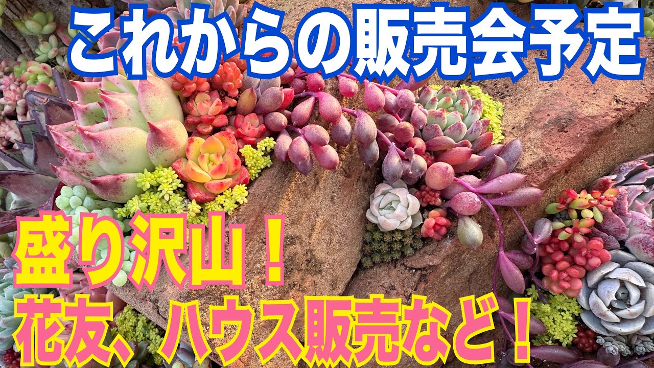 🗓️これからの販売会予定‼️盛り沢山✨メモ📝の準備を❗️#多肉植物 #ガーデニング 2026年2月27日