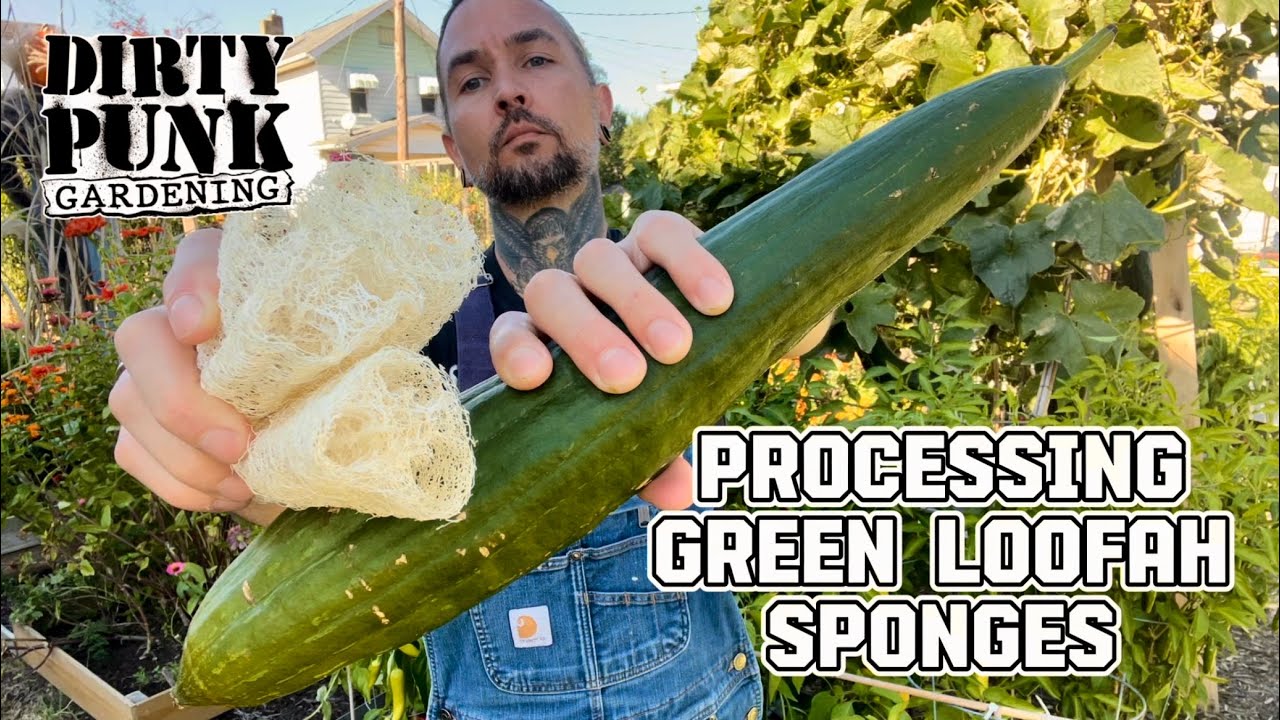How I process my green loofa for sponges.