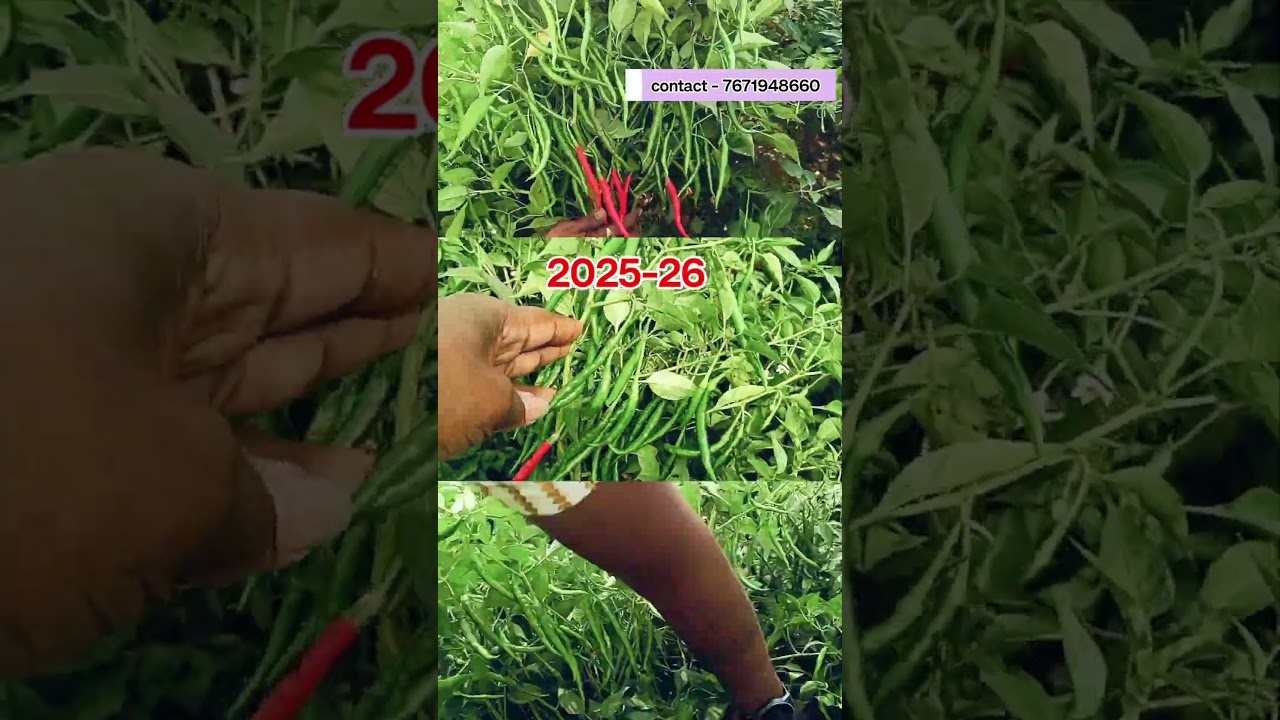 best chilli seeds variety in india || chilli seeds growing
