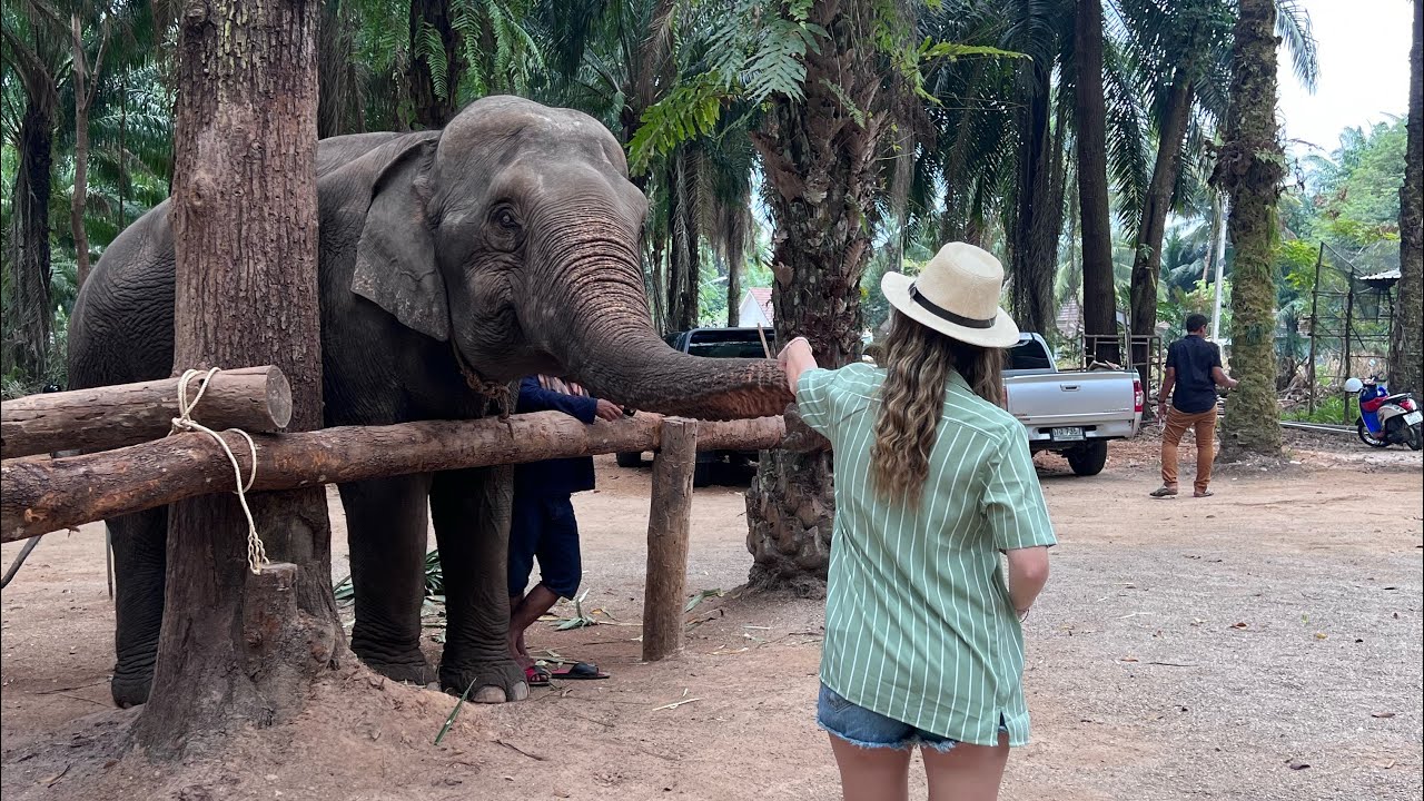 WHAT TO DO IN KRABI / RESCUE ELEPHANTS / RAILEY BEACH / £3 MEALS