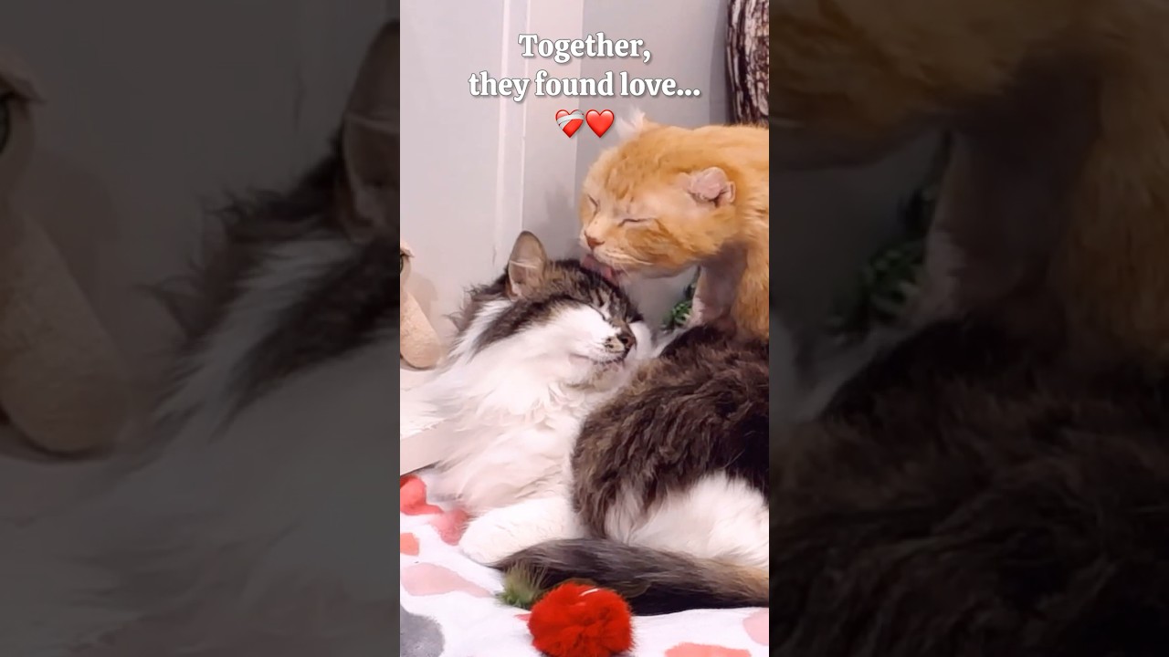 Feral cat finds love after being shot twice 🥹🥰