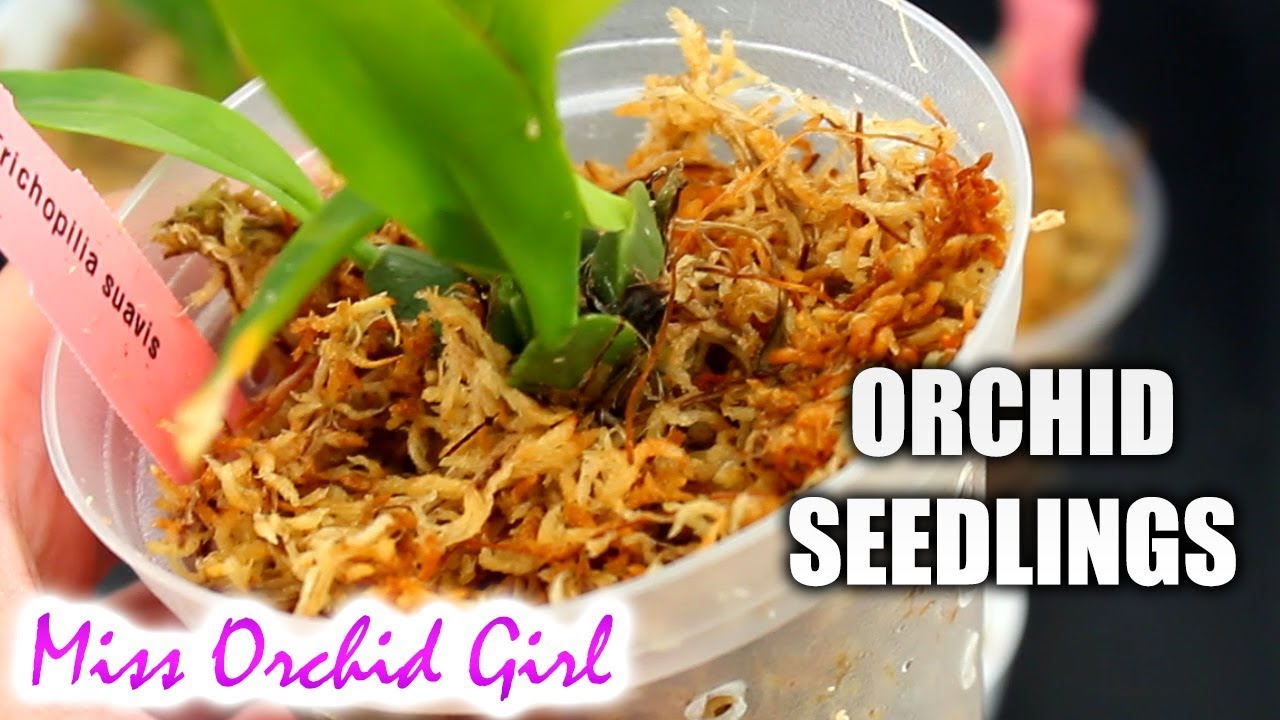 Orchid seedlings - potting media & care tips | AskMissOG 😎 #3