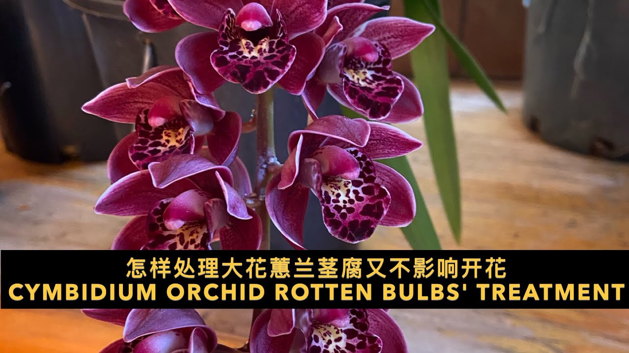 GS-14 怎样处理大花蕙兰茎腐又不影响开花 Cymbidium orchid rotten bulbs' treatment