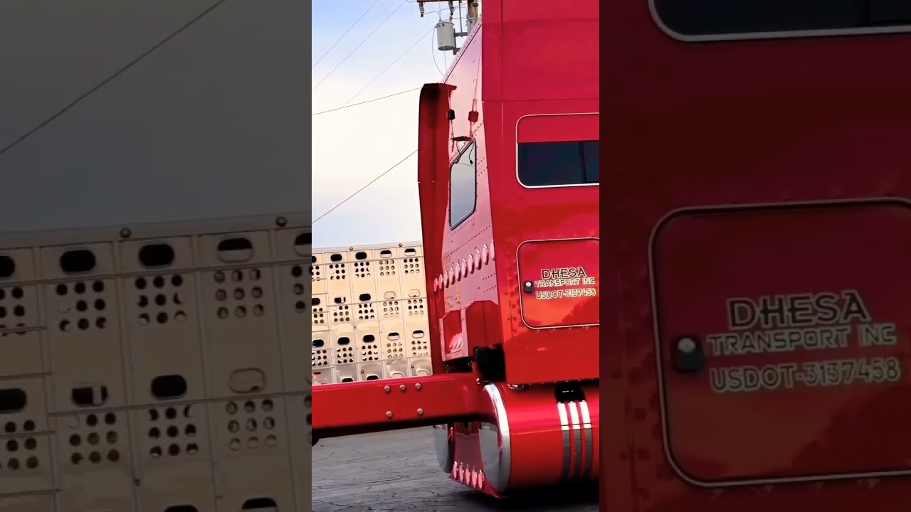 Peterbilt qualificado! #viral #caminh&atilde;o #qualificado #shorts