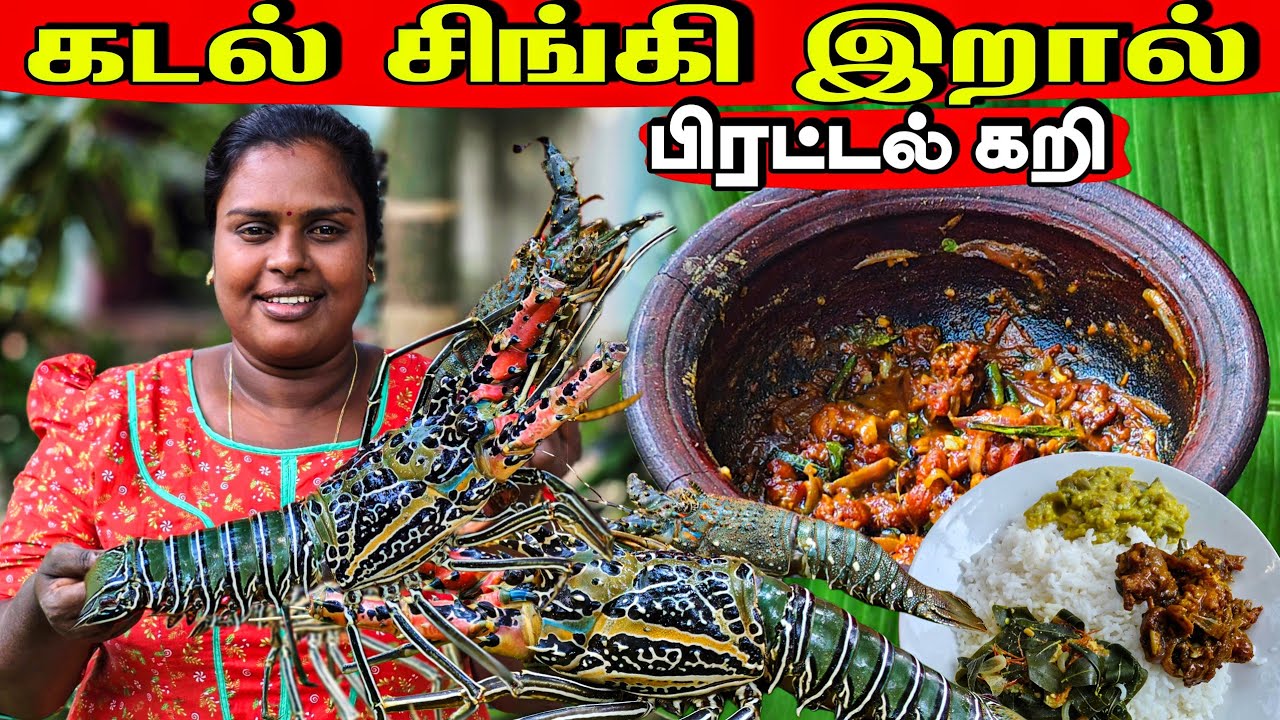 சிங்கி இறால் பிரட்டல் | lobster curry | Our village lifestays | vanni vlog