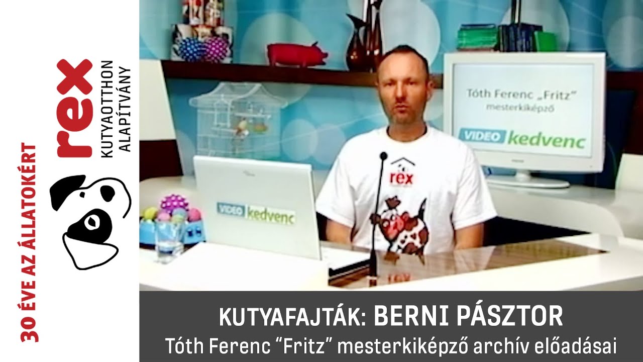 Kutyafajták: berni pásztor