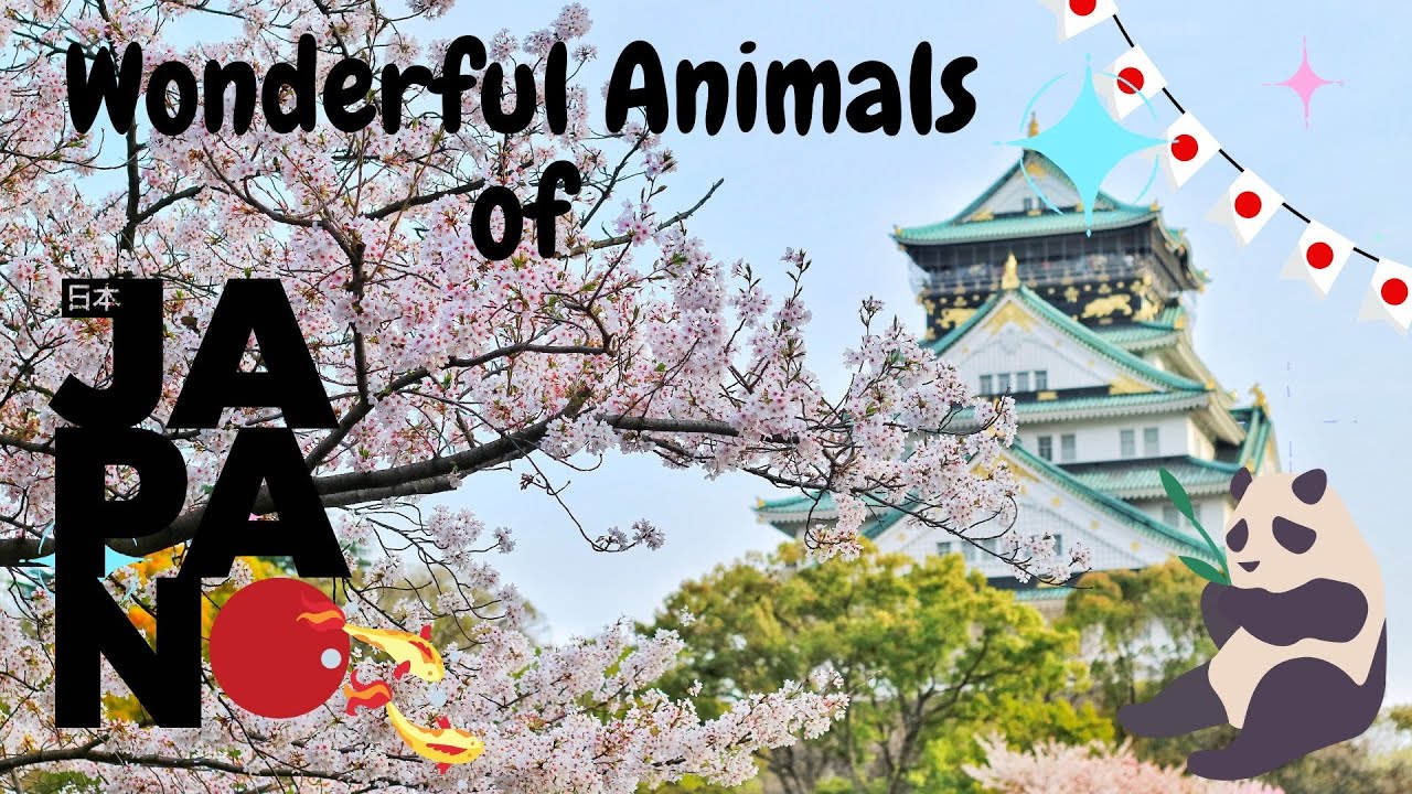 Wonderful Animals Of Japan - Kids Education