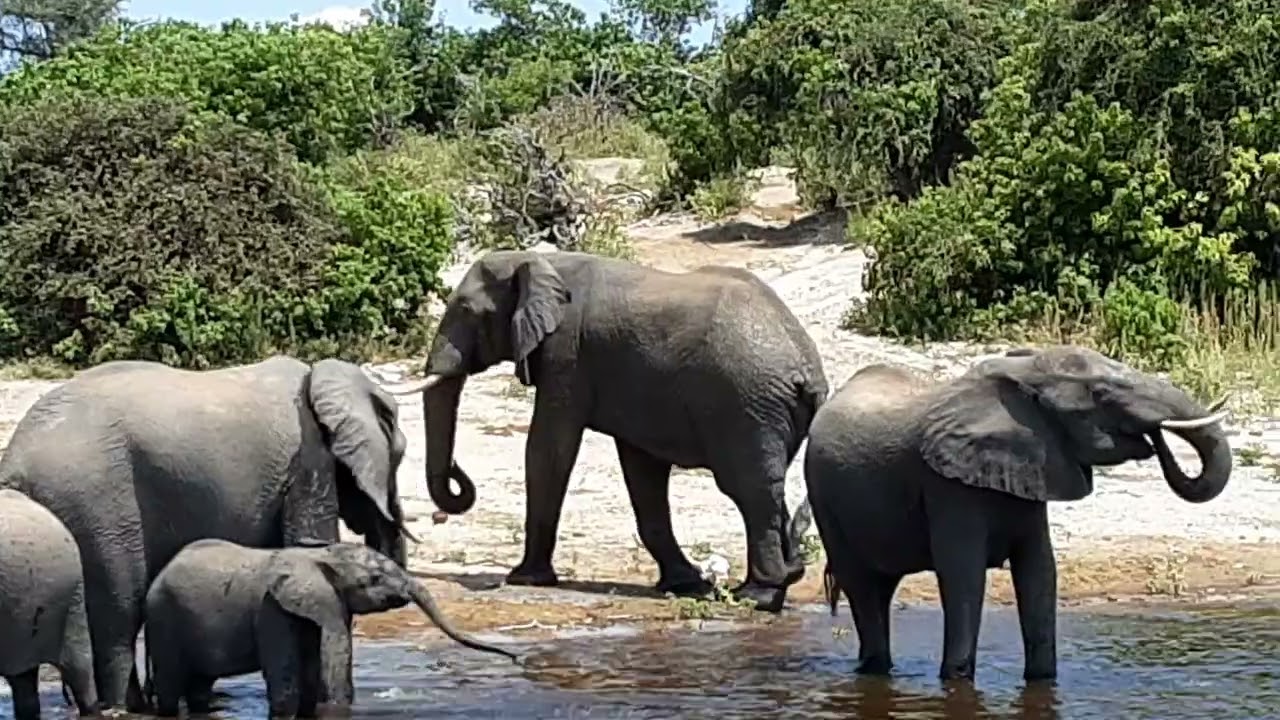Elephants in Chobe National Park