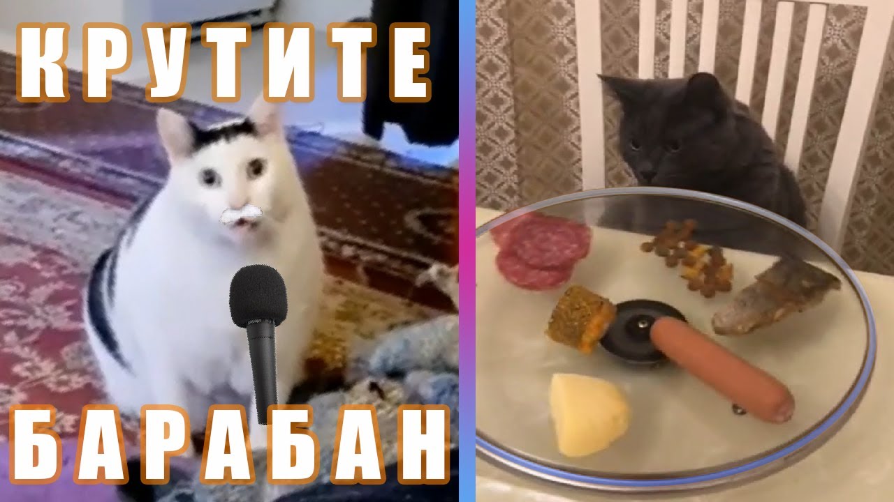 Кот Бендер: 