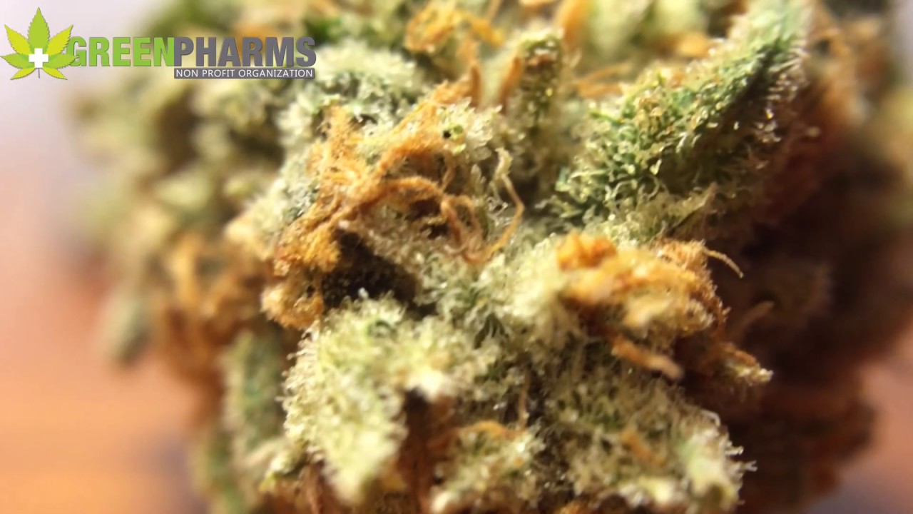 Grape Stommper OG
