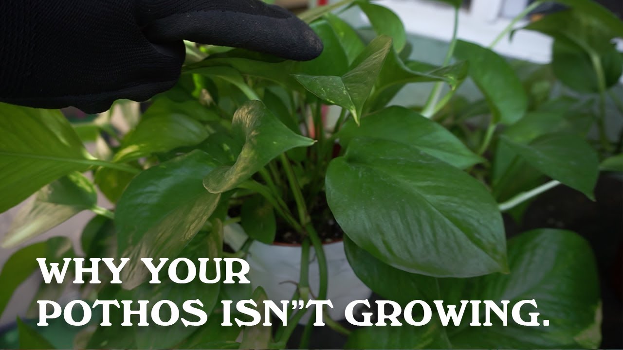 Why your Pothos or Philodendron isn't growing. (Indoor Vine)