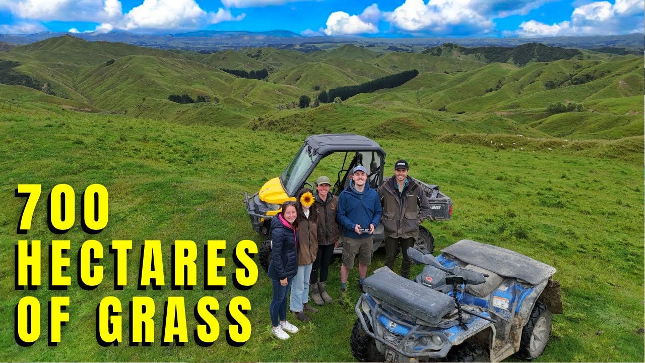Succession Planning 700 Hectares 3000 Ewes & 100 Cows In New Zealand
