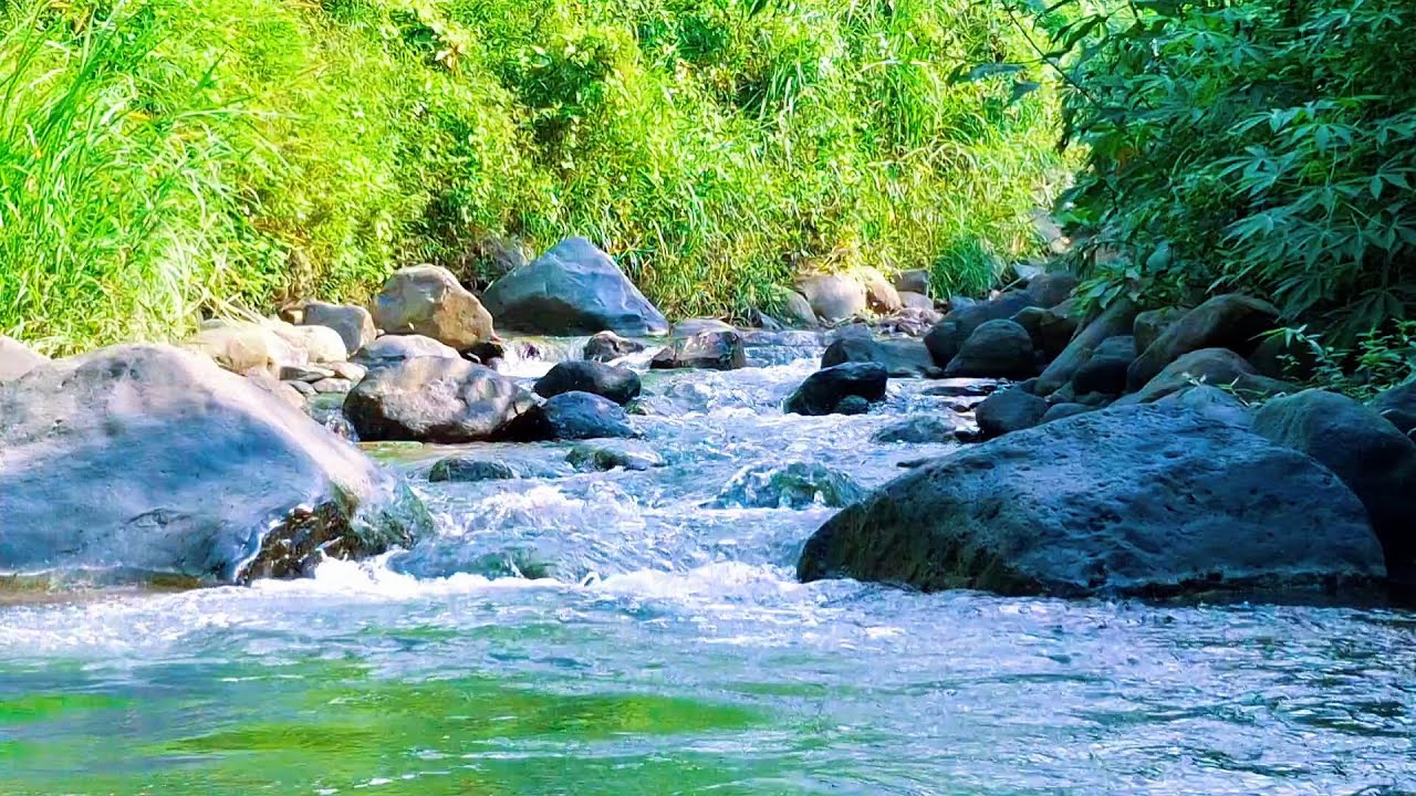 Forest River Sounds for Peaceful Nights